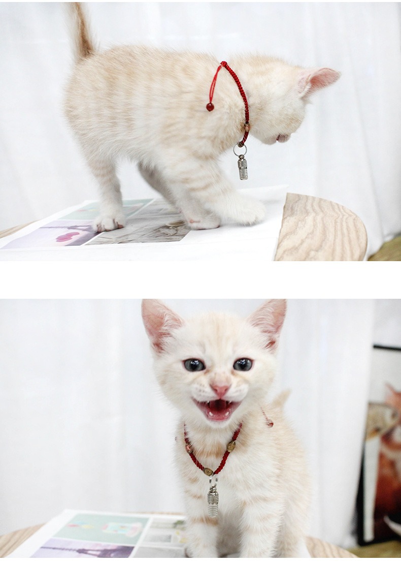 Mini Capsule Pet ID Pendant - Image 5