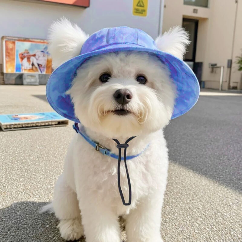 Ragdoll cat wearing elegant rabbit lace collar with jingle bell