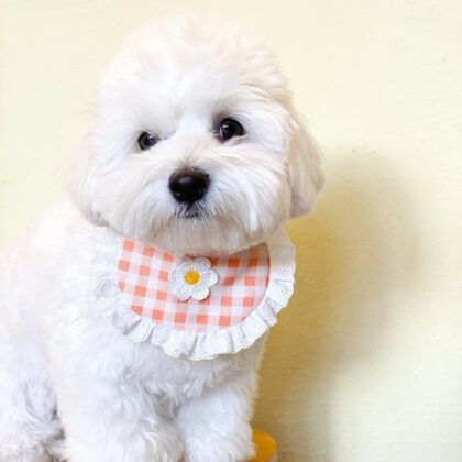 Cat Dog Slip Wish Summer Breathable Bib Cute Accessories Dog Bib Dinner Bib Cartoon Scarf