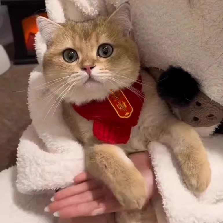 Maoming New Year Scarf Pet Scarf Red Warm Chinese Style Slippery Scarf Bib Dog New Year Scarf Wholesale - Image 2