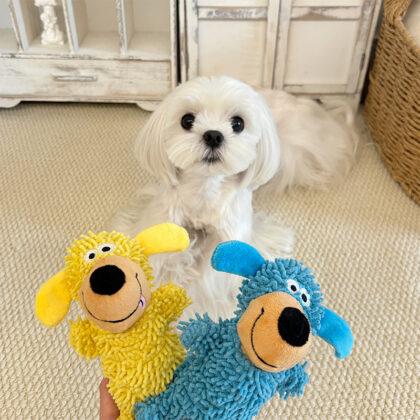 Cross-border New Pet Plush Toy Weird Called Vocal Interaction to relieve boredom Dog Toy Mop Fleece Molar Tooth Cleaning