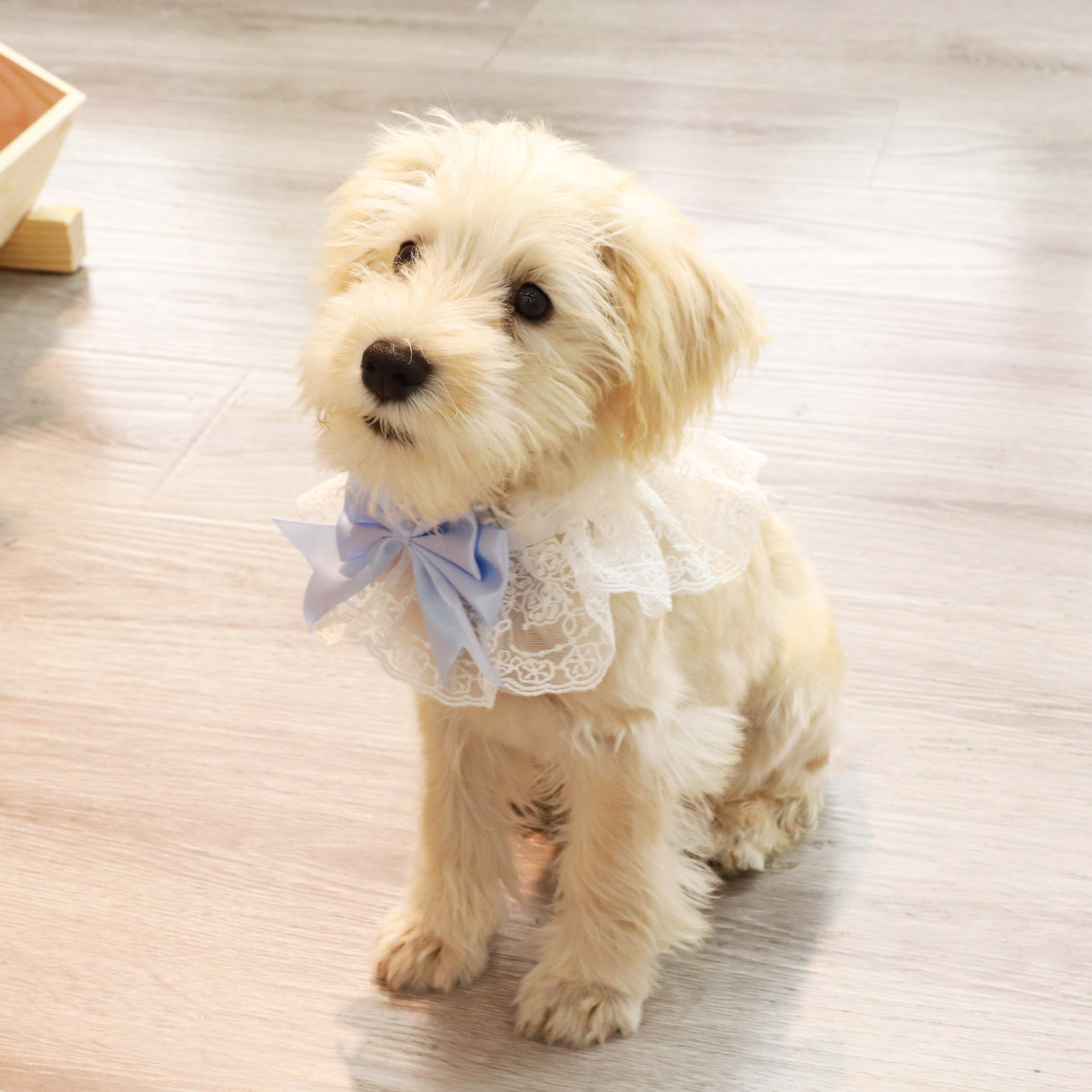 Pet Collar, Cat Saliva Towel, Dog Love Lace Scarf, Bow Flower Pearl Pet Saliva Towel - Image 3