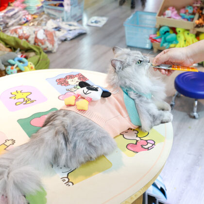 Pet Clothes Knitted Sweater Dog Clothes Autumn and Winter New Cute Stereo Doll Cat Clothing Pet Clothing