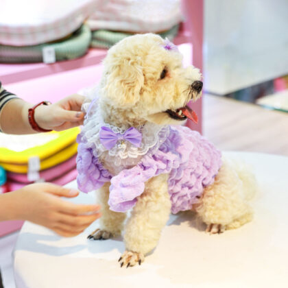 Korean Bow Lace Collar Accessories Cute Pet Saliva Towel Cat Bib Dog Bib Bib Wholesale