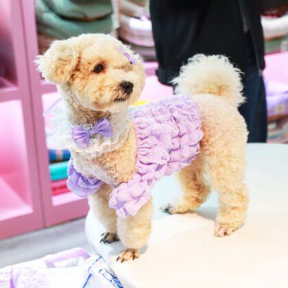 Pet Clothing Dog Clothes Spring and Summer Pet Skirts Colorful Tutu Skirts Summer Clothes Cute Bichon Dresses